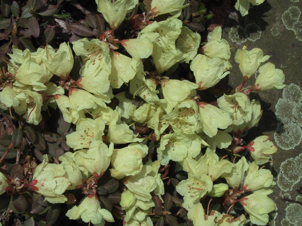 Rhododendron impeditum Wren 02.jpg